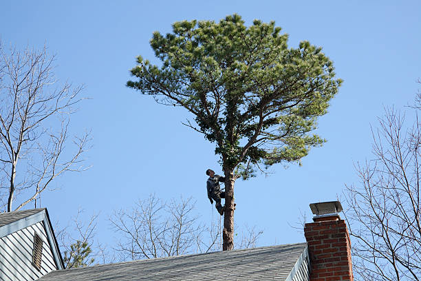 Best Commercial Tree Services  in Clermont, GA